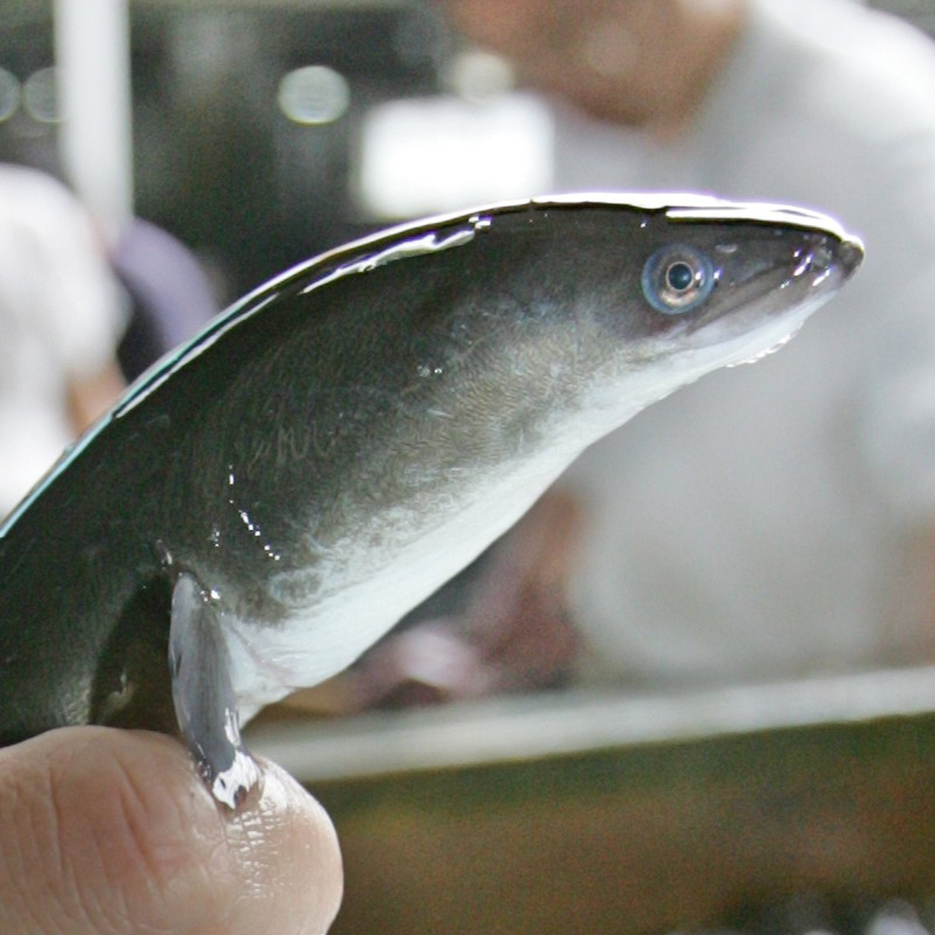 ウナギの未来を語ろうよ 食べる人も食べない人も、手を取り合えるかも #2315