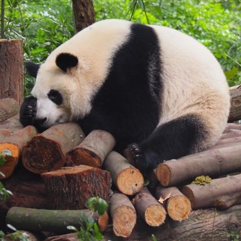 西へ東へ世界に広がるパンダ　地図を眺めると、中国の外交がみえてくる　パンダを追って20カ国へ（前編） #840