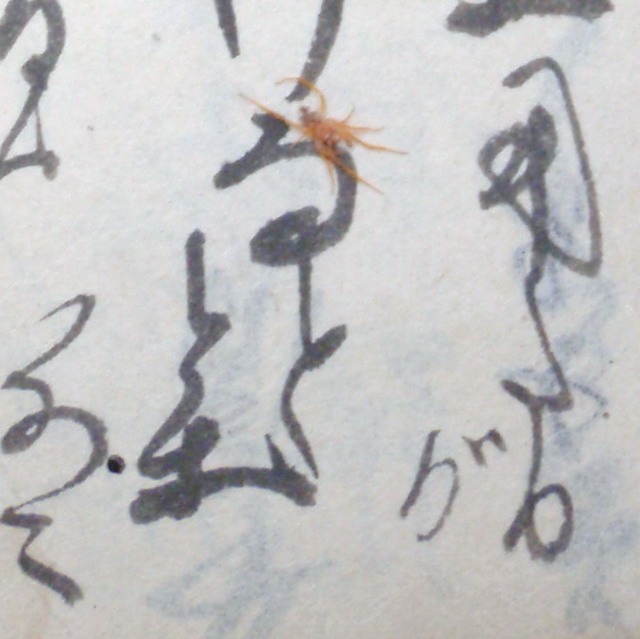 虫愛が強すぎて･･･ 古文書をめくってレスキュー　もんじょこむしの世界① #179