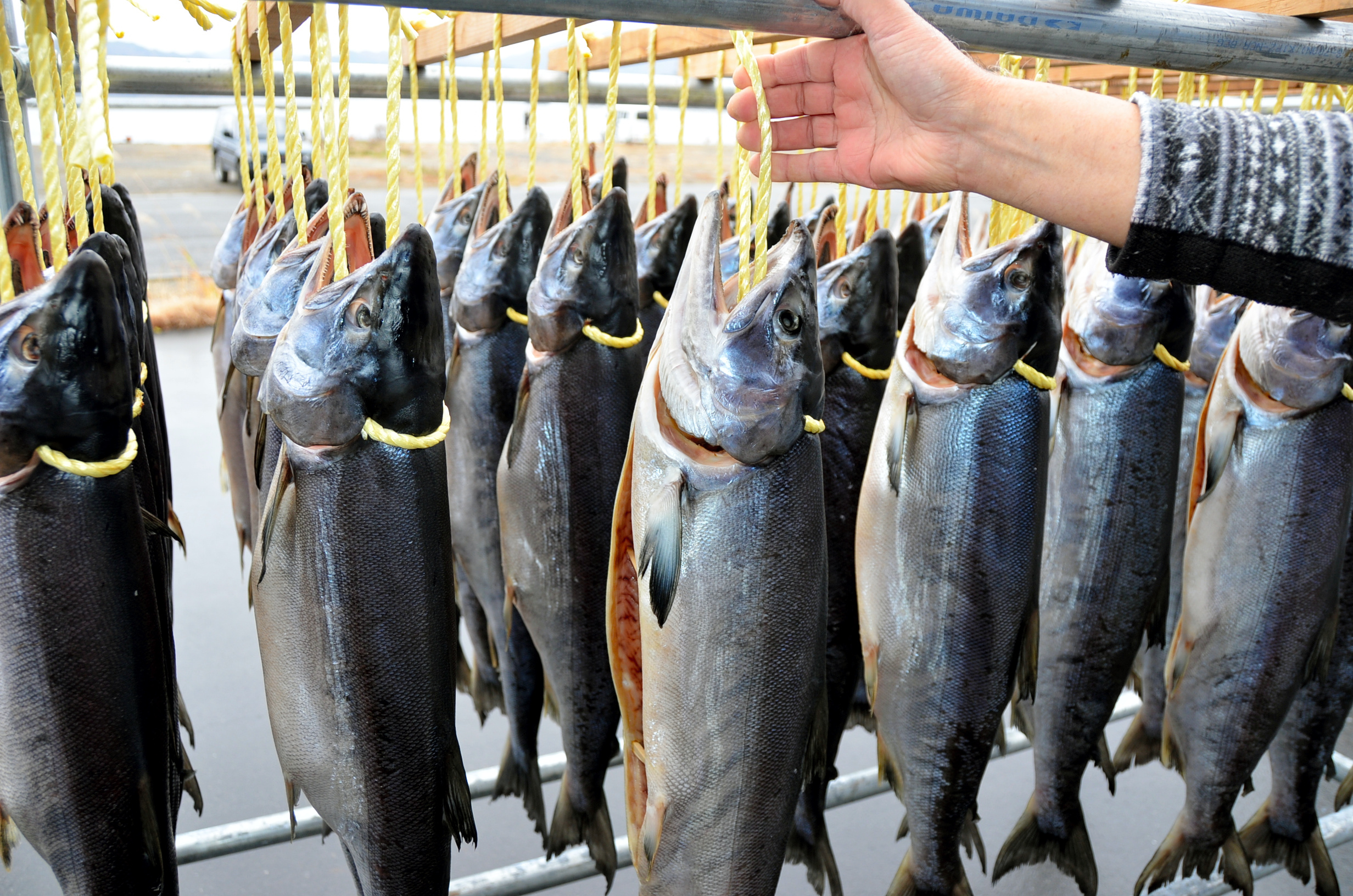 水産異変①　鮭が捕れない　東北で増える南の魚 #47