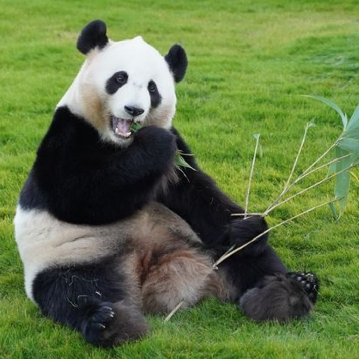 パンダのお金の話をしよう　フィンランドは資金がつきて返還　パンダを追って20カ国へ（後編） #841