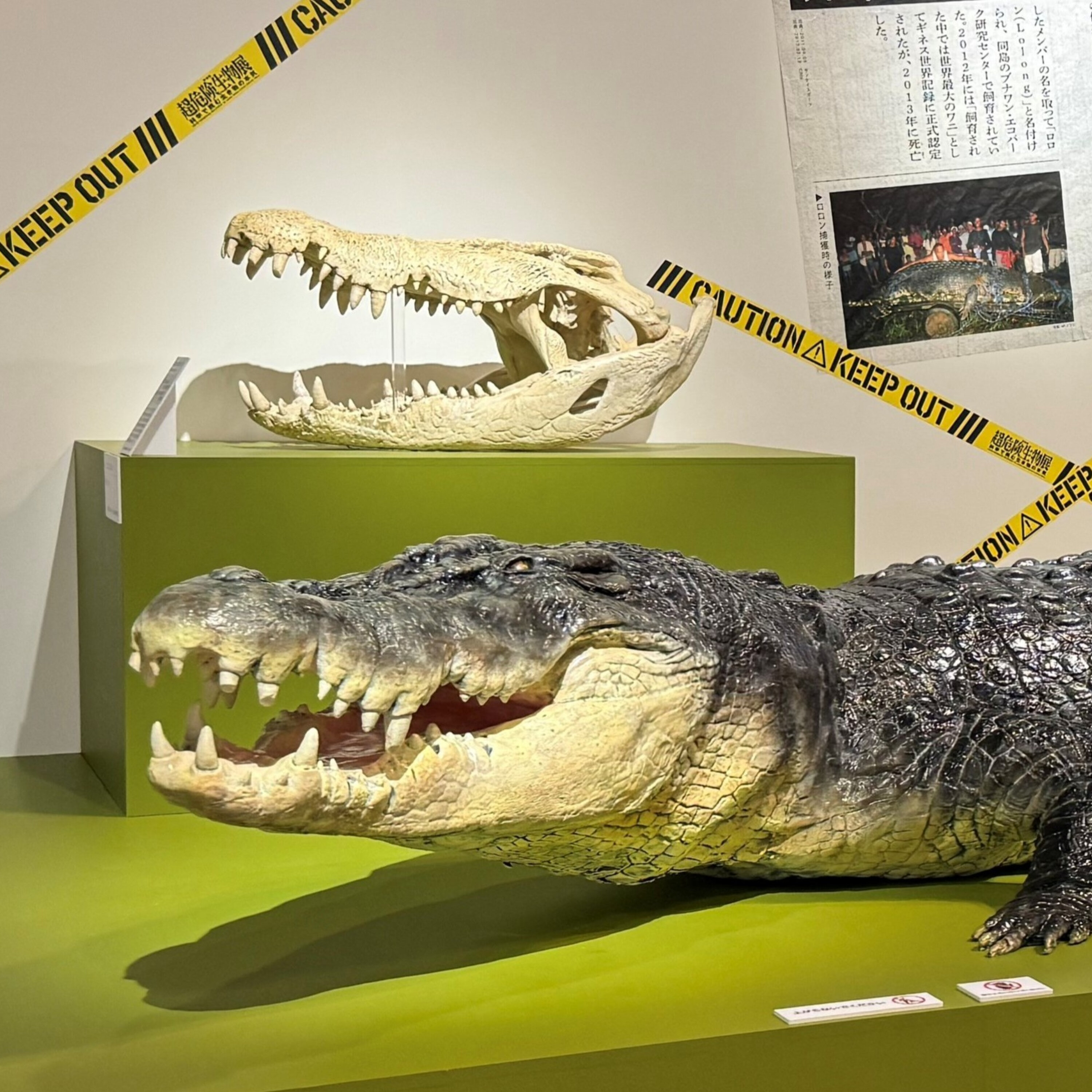やっぱり抜け出せない!危険生物の沼 骨や剝製から読み取れる、巧みな生存戦略を学ぼう #2237 episode artwork