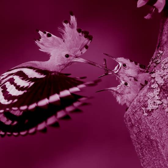 אז מה בסופו של דבר אכפת לך ואכפת? - אני לעצמי, אני הדוכיפת, מאד, מאד, אכפת! אמרה הדוכיפת