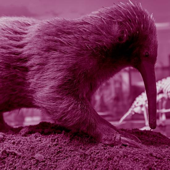 קיפודן,  אפו ארוך