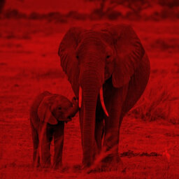 מה הקשר בין סחר בחטי ממותות לעתידם של הפילים?