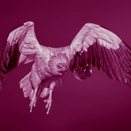 עכשיו אני לומדת לעוף