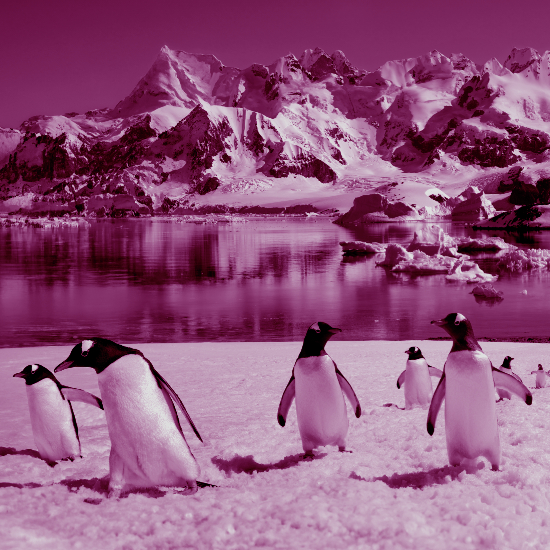 אין סוסים שמדברים עברית, חפש באנטארטיקה