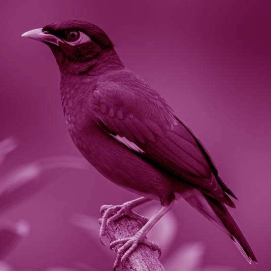 מה איכפת לציפור