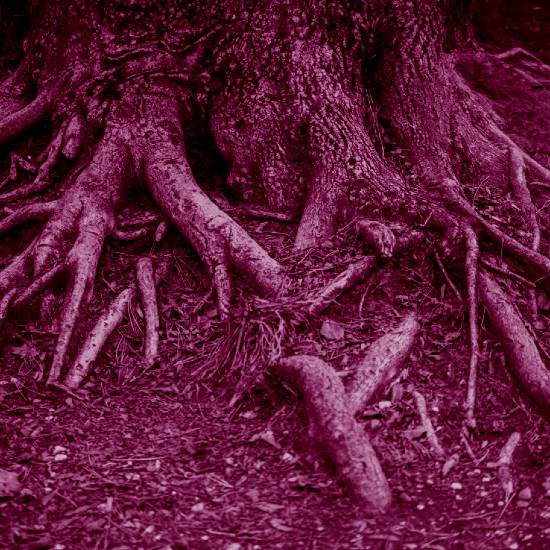 הדקל שפורח מתחת לפני האדמה