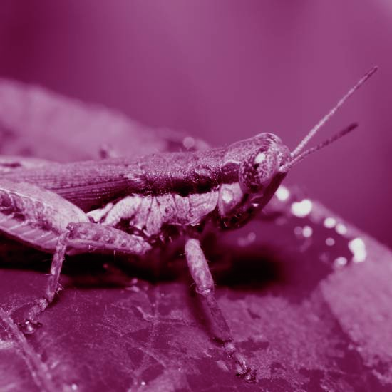 צרצר קטן שר לאור השמש, שכח מזמן את חשכת ליל אמש