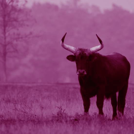 כי העולם גדול אפשר לראות בו את הכל, את שור הבר של המשיח