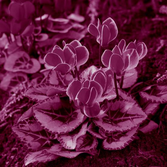 רקפת בהרים מתיפיפת במסתרים