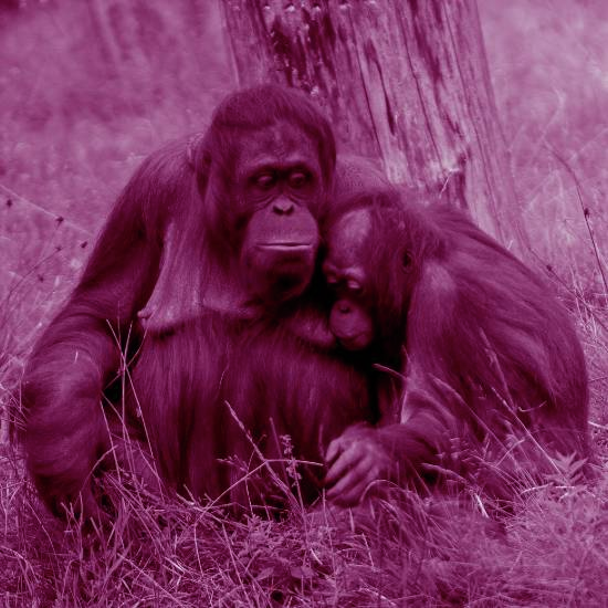 חתולה כזאת מתרפקת, חת ושתיים על החזה, מארגו הייתה למינקת בו במקום