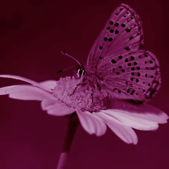 שב, תנוח, אל תירא