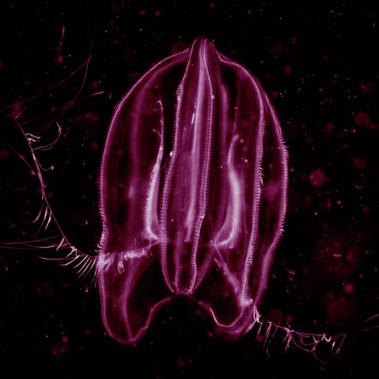 אם שפת הים עוד רגילה לסנדליך... זה סימן שאתה צעיר