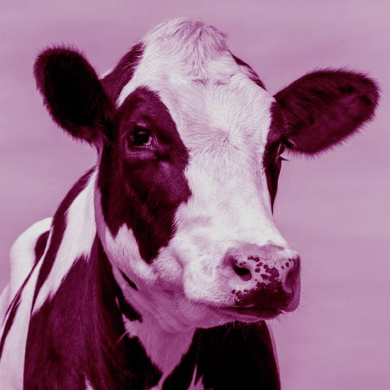 שֵׁשׁ פָּרוֹת אֲנִי חוֹלֶבֶת, שֵׁד אֶחָד אֲנִי אוֹהֶבֶת