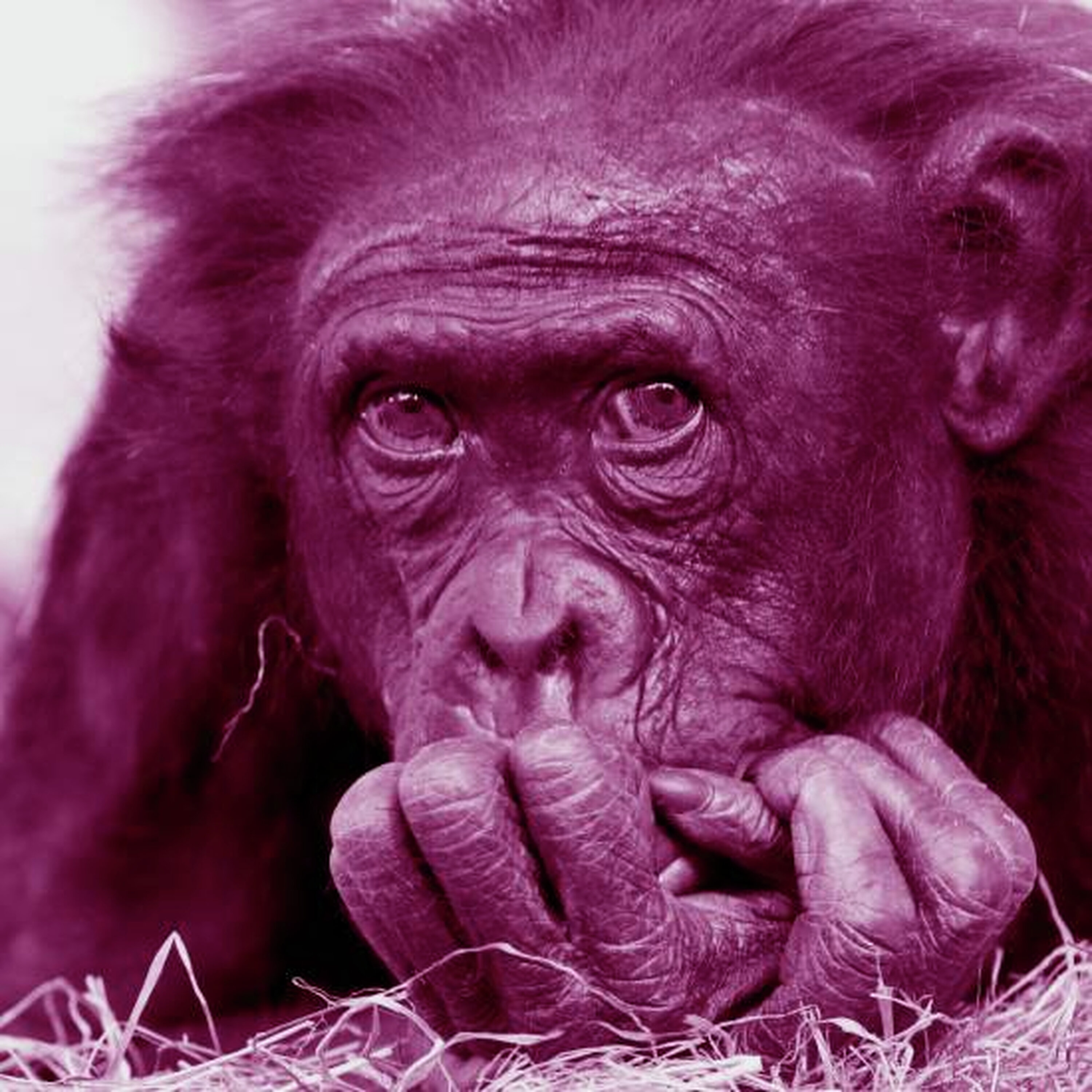 דמיון יחתום הסכם שלום עם מציאות