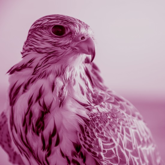 בזים פותרים חידות