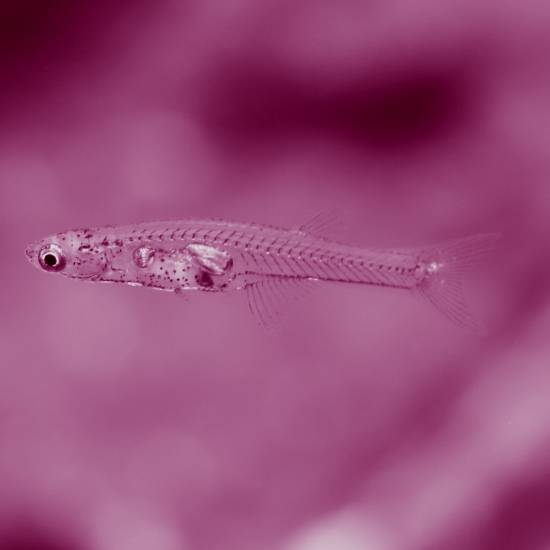 המים כחולים המים צלולים אצות מטיילות דגים צועקים