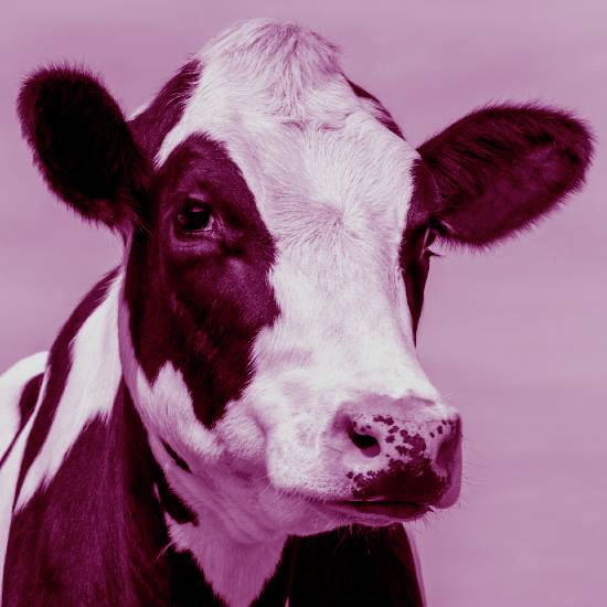 אני לא צריך קרצייה שתמצוץ לי את הדם