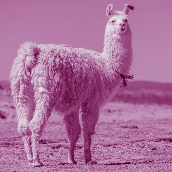 למה ככה? ככה למה?