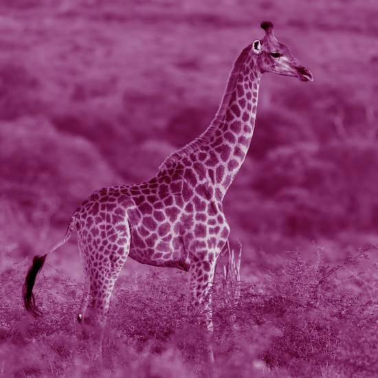 כל מה שאנחנו רואים הג'ירף רואה לפנינו