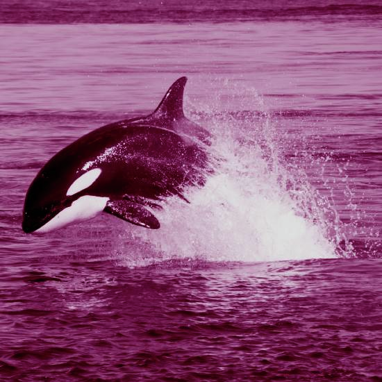 כל קרפיון וכל פורל כאן יכולים להשתולל, גם המדוזה יש לה כאן מוזה בתוך הים