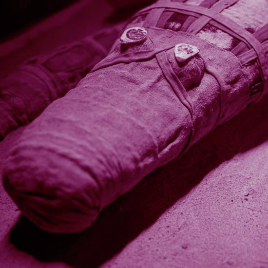 תמסח מהיאור שבמצרים אליגטור ושמו קין