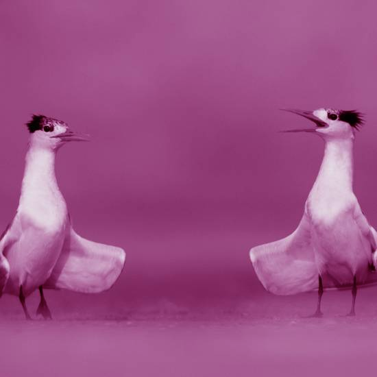 הוא שרק לה שיר של אהבה