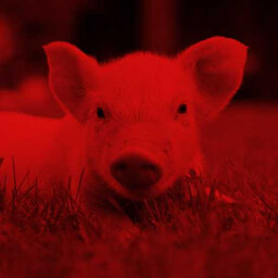 מדענים הצליחו להחיות תאים של חזירים מתים