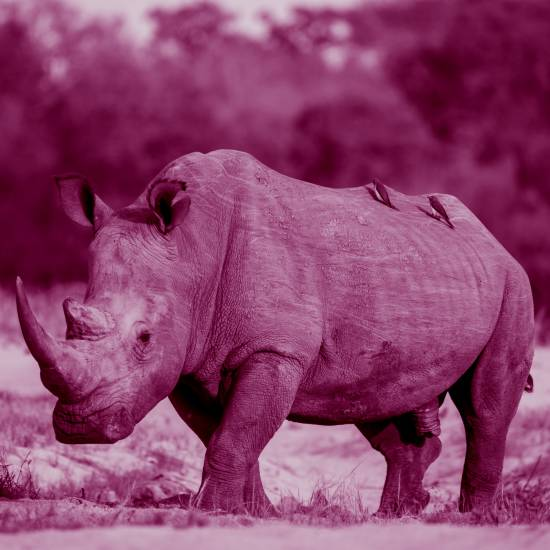 אנחנו זן נדיר