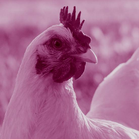 מה פתאום תרנגול בן גבר התרגש כאפרוח בן שעה?