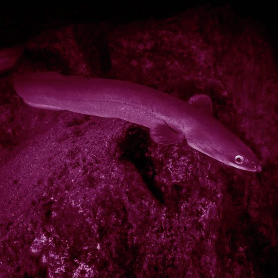 אילו רק ידעתי לסמן לי את שביל הבריחה