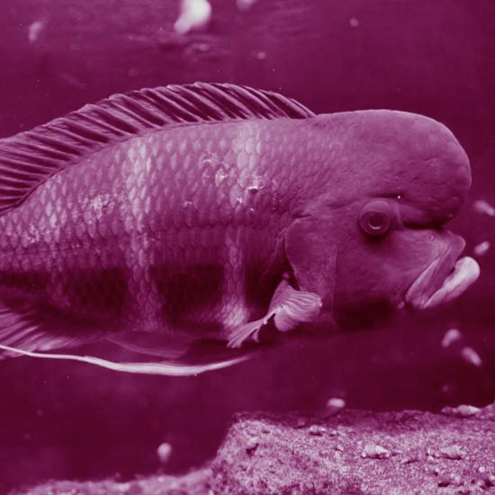 הדג סקרן מהראש