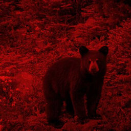 דובים שחורים הופכים לאדומים