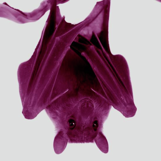 למחרת שאלתי את העטלף: מה מעשיך ביום? ישן. ומה בלילה? חכם