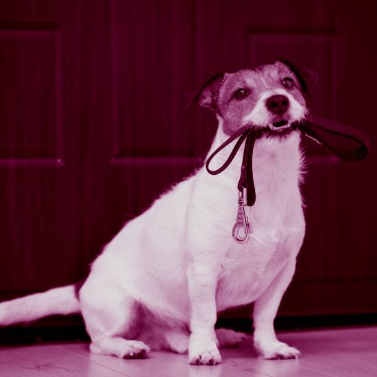 שומרת לי היא אמונים, לא מתרוצצת בגנים