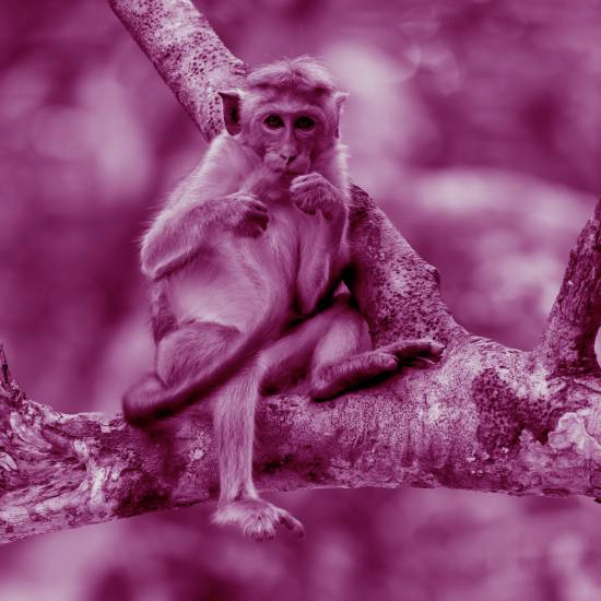 אני קוף שחי בתחתית, מסתתר מאנשים, אין עצים אין כוכבים