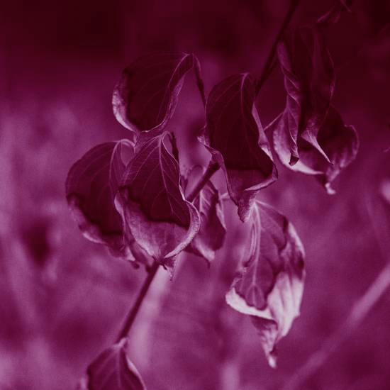 מבטו רק נפקח אך התחיל ללבלב, רק ניתן לי ותכף נלקח