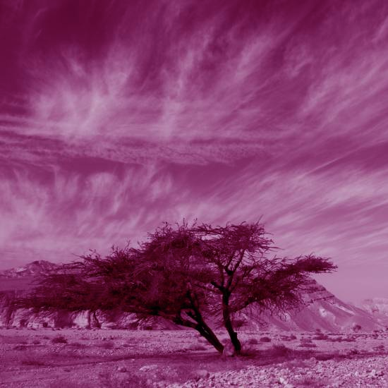 על ענפי שיטה רדה עלטה, על עליה רוח עלעל