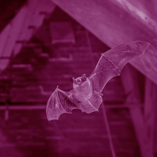 במקום בו עפת נשאר רק אוויר בלי חמצן