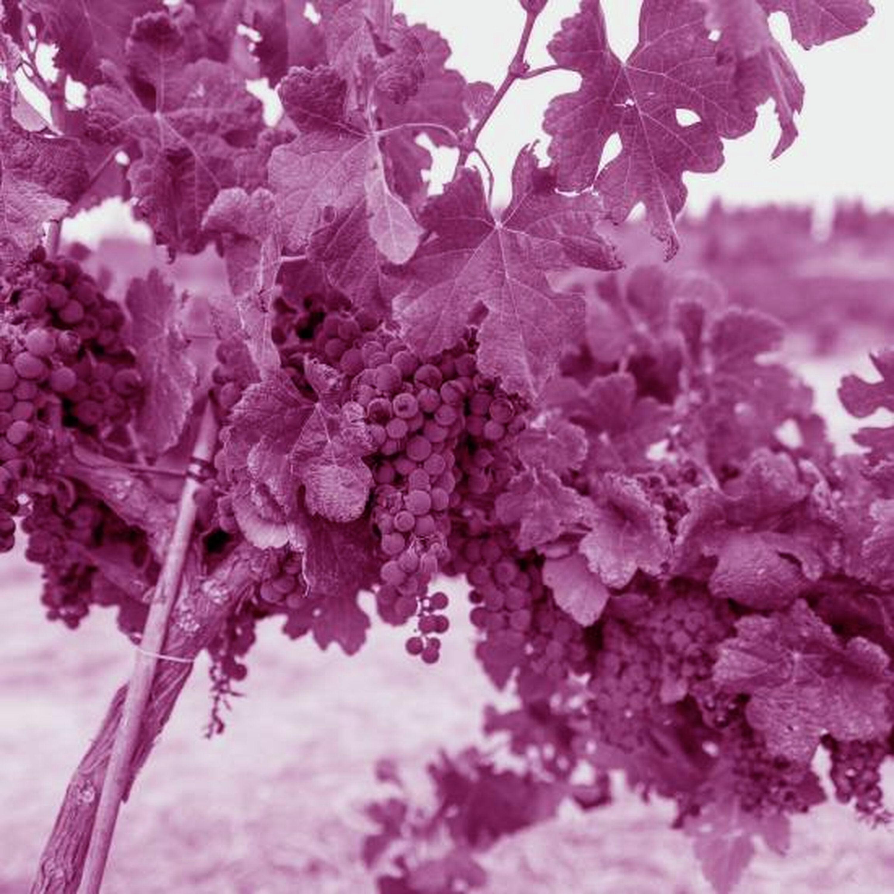 הגפנים סמדר נתנו