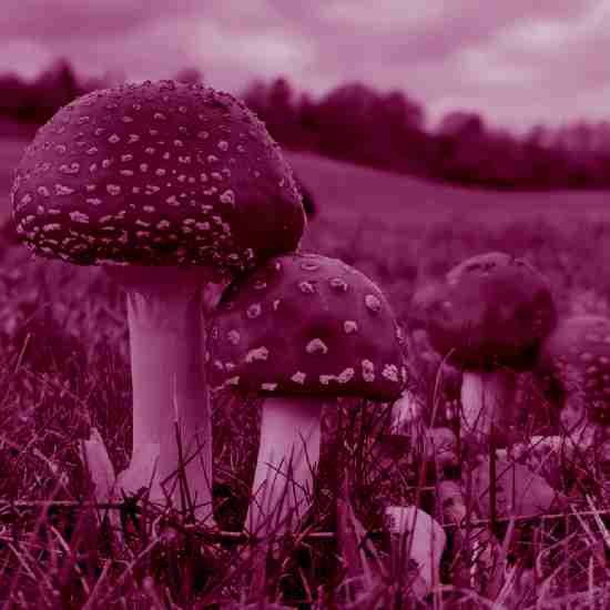 פטריה קרירה