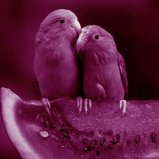 התדע, תוכי יוסי, אתה ילד לירי