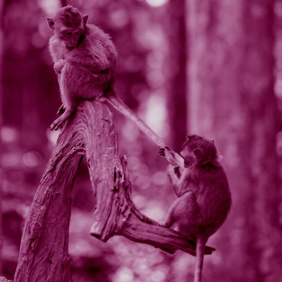 אם אתה רודף אחרי הזנב של עצמך ואין לך מקום שאתה מוצא בו מנוחה