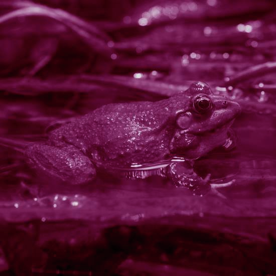 טנגו צפרדעים