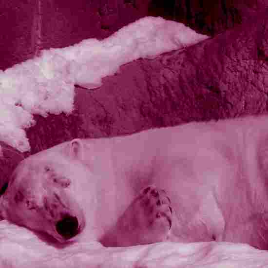 שַׁן דֻּבִּי שַׁן