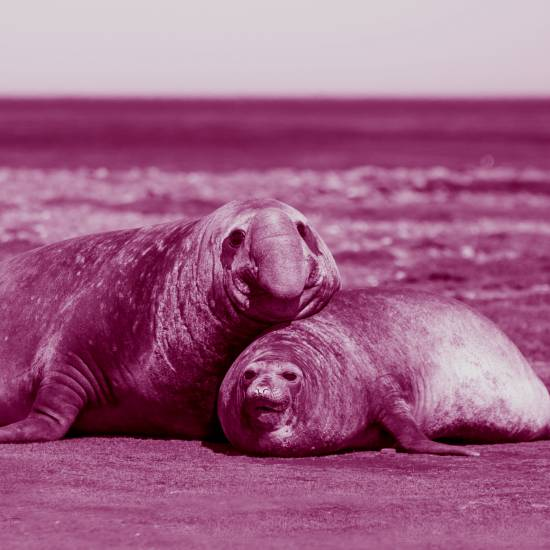 הכי כדאי להיות גדולה, להיות גדולה, להיות גדולה