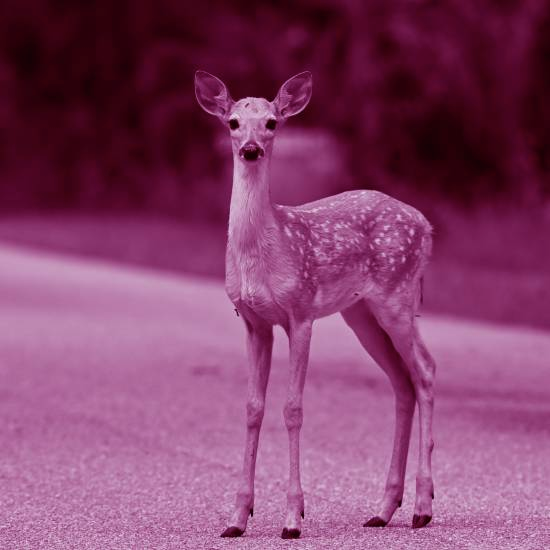 איילה, מה לי ולה