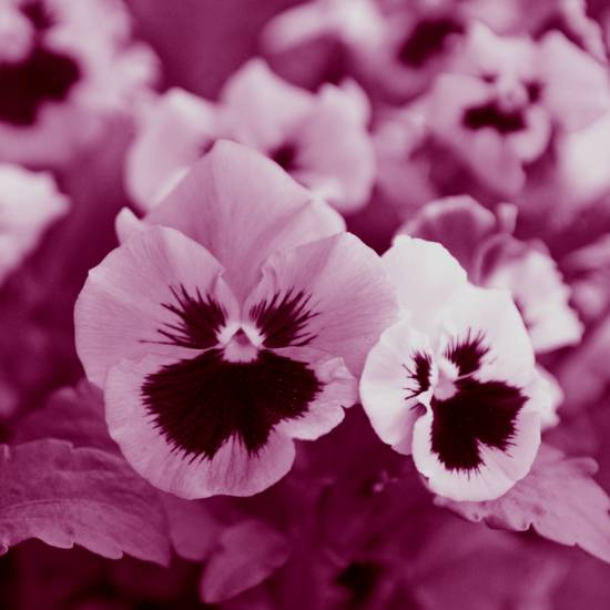 לא עובדת בשביל אף אחד